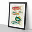 East Indies Fish Illustrations XXI by Louis Renard - Picture Frame Graphic Art Print-55537269-55537272