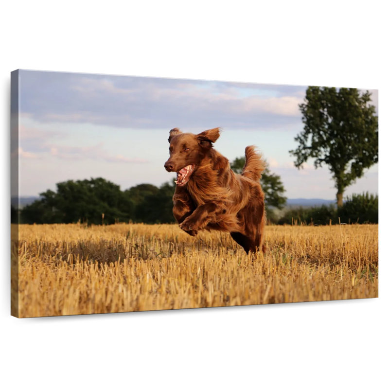 Brampt Happy Brown Retriever