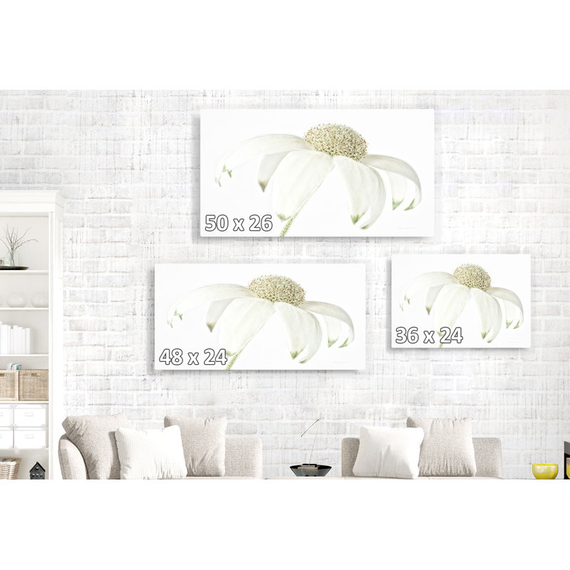 Fleur de marguerite, minimal, minimaliste, sur blanc, pétales, épuré, floral, brun clair, beige, blanc