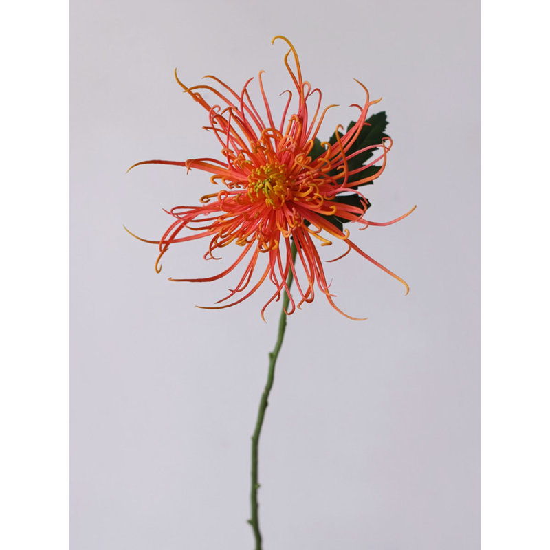 Tige de chrysanthème Firework Spider - 28,3 po, Ivoire blanc, [A] 1 tige