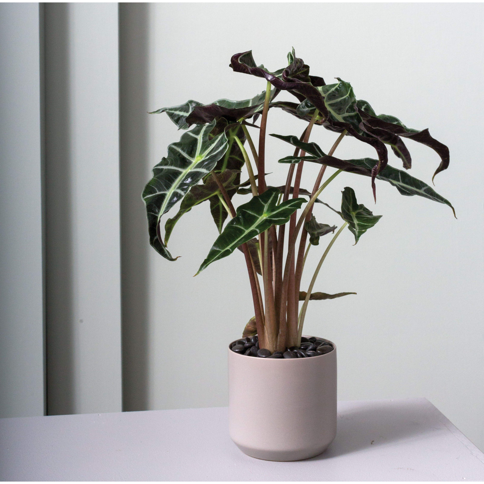 Parsons 5" Ceramic Pot Planter, Gray
