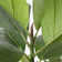 79.08'' Faux Fiddle Leaf Fig Tree in Planter