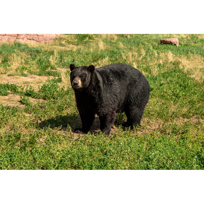 Willowood Chubby Black Bear - Wrapped Canvas Print, 30cm H x 46cm W x 3.8cm D