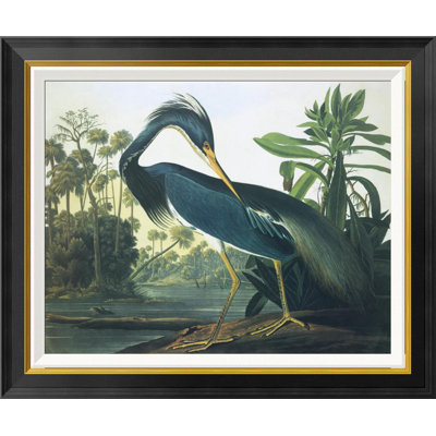 " Louisiana Heron " by James Audubon