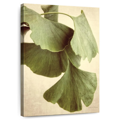 Couleur Harnek Ginkgo