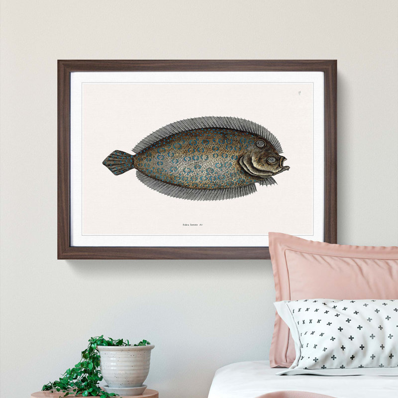 Sole Fish by Mark Catesby - Picture Frame Painting Print, Walnut Framed, 48cm H x 65cm W x 2cm D