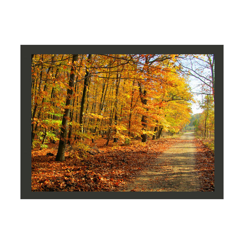 Beech Forest 2.31m x 300cm Wallpaper, 300 cm x 231 cm
