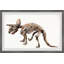 «Ricke Triceratops Skeleton», reproduction encadrée-1189818967