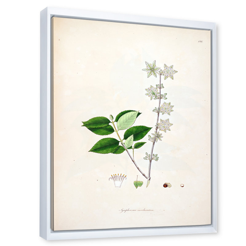 Vintage Botanicals XV - peinture sur toile, Cadre flottant blanc, H 20 po x l 12 po x P 1po