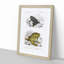 Frog and Toad Illustration by Charles d' Orbigny - Picture Frame Painting Print-55577599-55577596