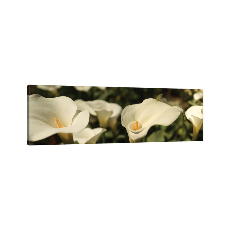 Close-up Of Calla Lily Flowers Growing On Plant I - Wrapped Canvas Panoramic Print, 30.48 cm H x 91.44 cm W x 1.91 cm D