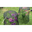 Protecteur de plantes cloche en fer-919847713