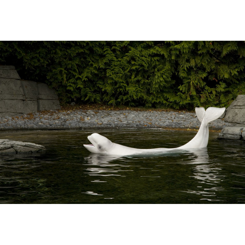 Beluga Whale by Lingbeek - No Frame Print on Canvas, 30cm H x 46cm W