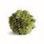 Wren Hill Faux Cypress Plant