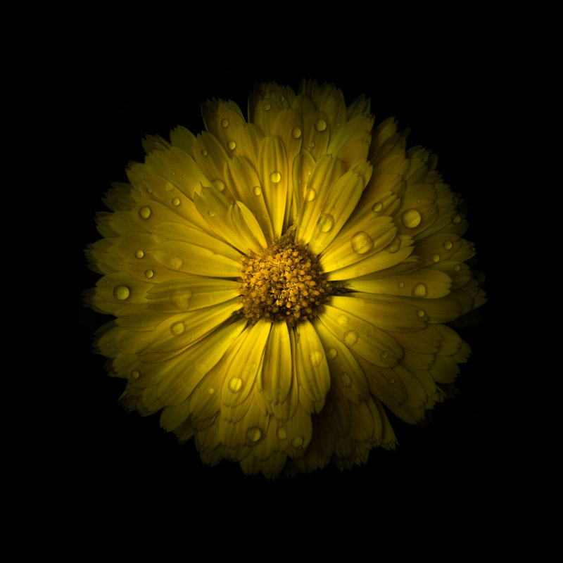 Yellow Daisy Mum by Brian Carson - Wrapped Canvas Art Prints, 30cm H x 30cm W 