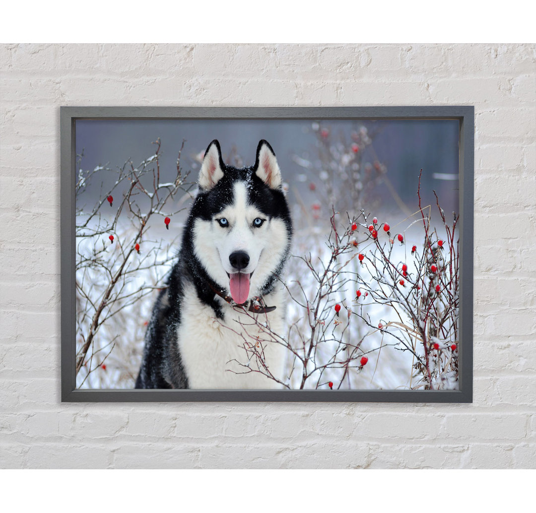 Husky Hund im Winter - Einzelne Bilderrahmen Kunstdrucke auf Leinwand