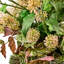 Everlasting Pink Mix Urn Filler