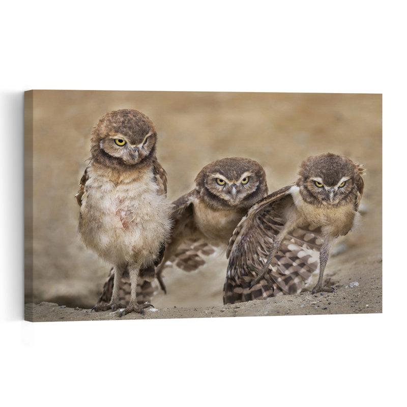 Three Glaring Owls Abstract Contemporary Bird Owl Forest Landscape Wall Art Print 1 Piece Wrapped Canvas Wall Art