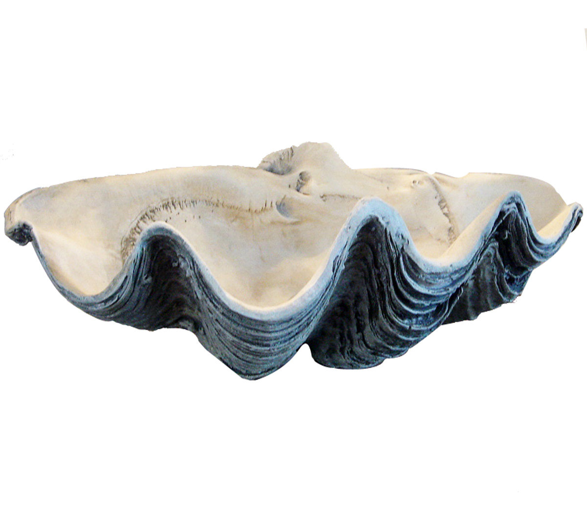 Highland Dunes Grund Giant Clam Shell Clamshell Seashell & Reviews | Wayfair