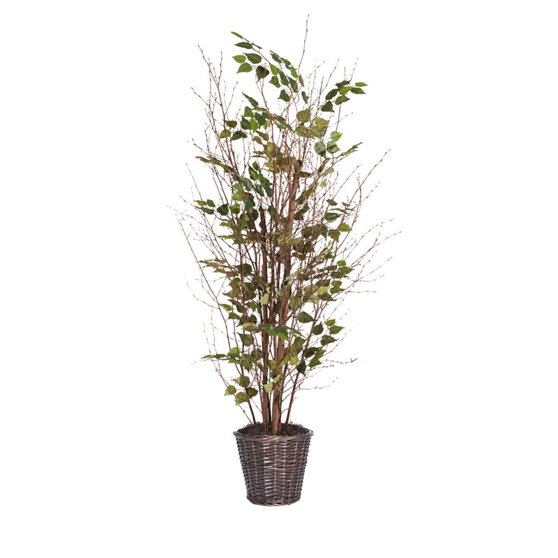 Natural Birch Tree in Basket