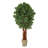 Lychee Artificial Tree in Country White Planter-525481463