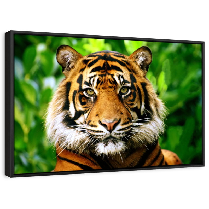 Animal "Art mural regard de tigre de Sumatra", H 29 po x l 43 po