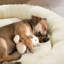 Orthopedic Polyester Pet Bed-113660544-113660545