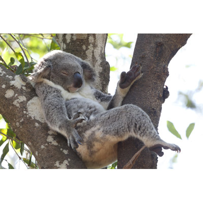 " Koala Relaxing " by Picturepartners