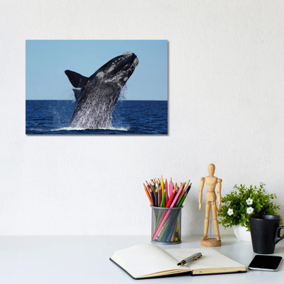 Southern Right Whale Breaching, Peninsula Valdez, Argentina 1 Piece Wrapped Canvas Wall Art