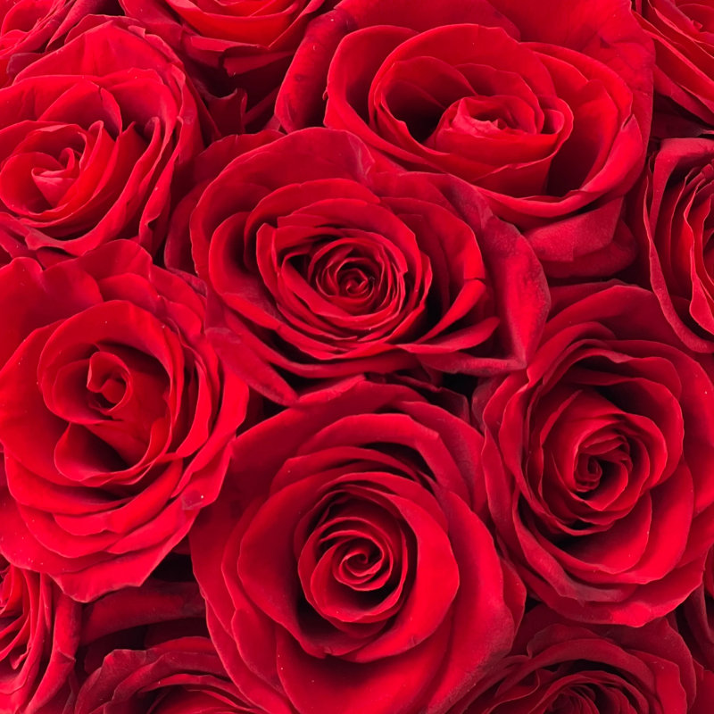 Arrangement de roses préservées dans un vase
