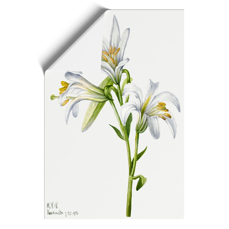 Washington Lily by Mary Vaux Walcott - Frameless Print, 30cm H x 21cm W x 0.1cm D