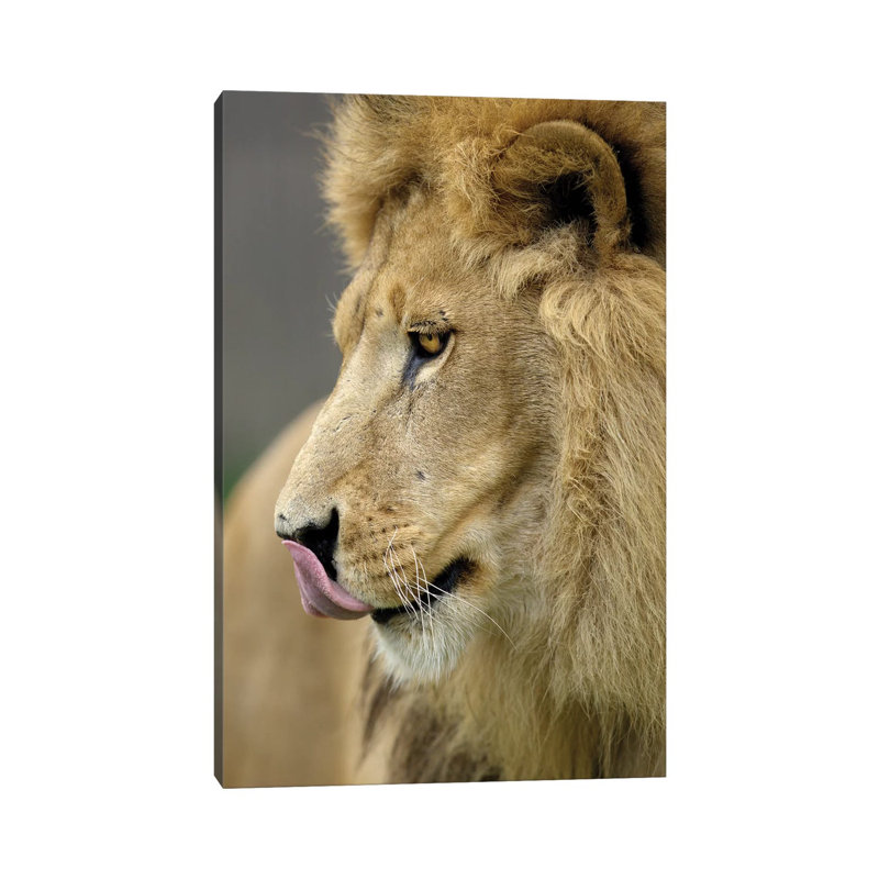 Lion XI 1 Piece Wrapped Canvas Wall Art, 66.04 cm H x 45.72 cm W x 1.91 cm D