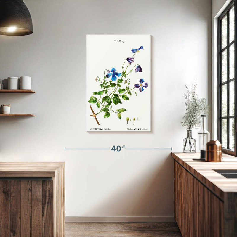 Harnek Clematis Viticella, 36" H x 24" W