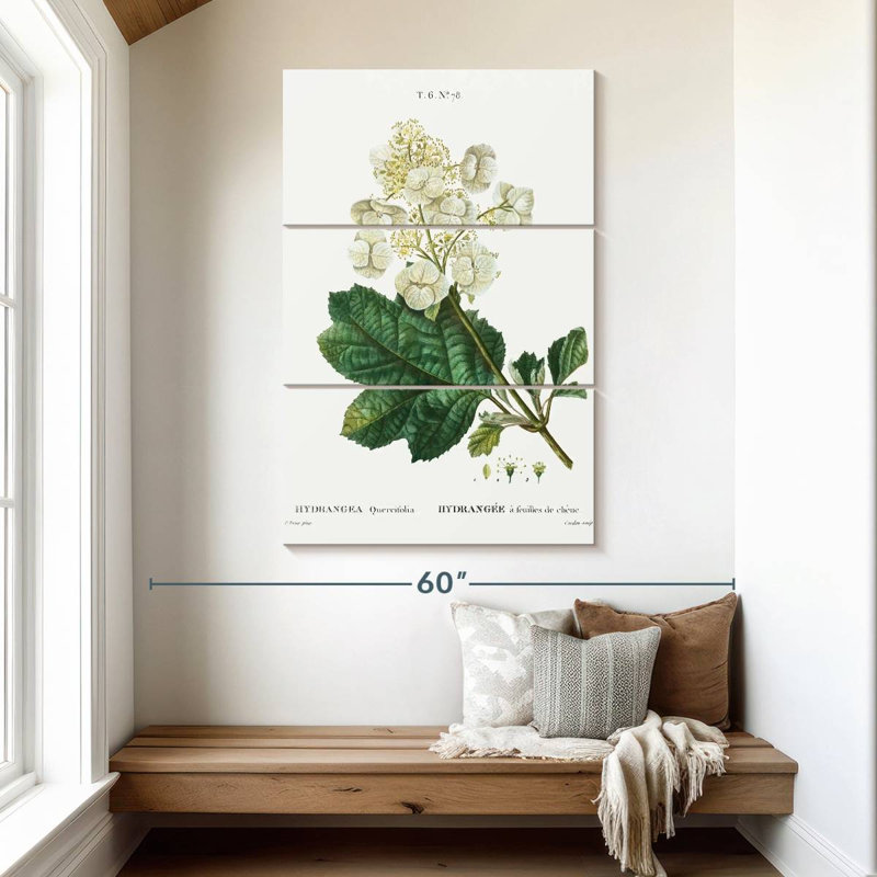 Keiri Oakleaf Hydrangea, 50" H x 32" W