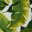 Feuilles de palmier / blanc