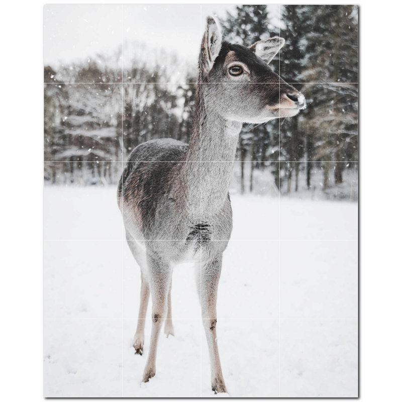 Cerf photo 8 x 8