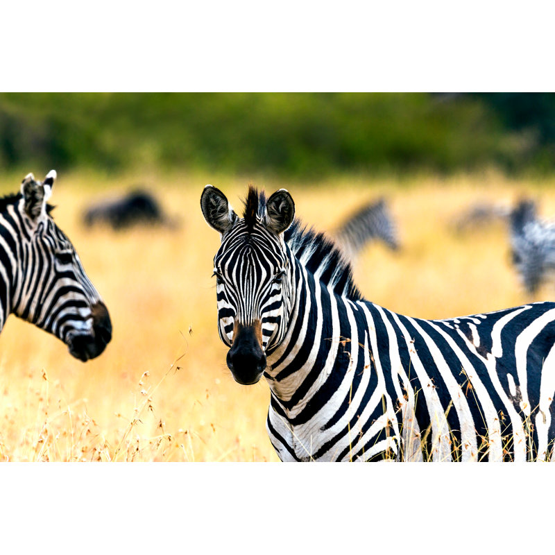 Zebras At Savannah by 1001slide - Wrapped Canvas Print, 61cm H x 91cm W x 3.8cm D