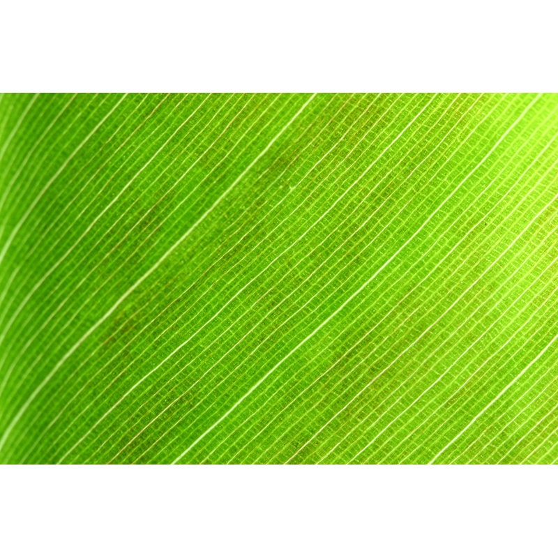 Leaf Macro 2 - Wrapped Canvas Print, 61cm H x 91cm W