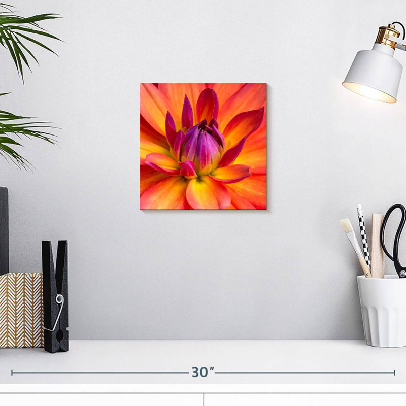 Dahlia en fleurs, H 10 po x l 10 po