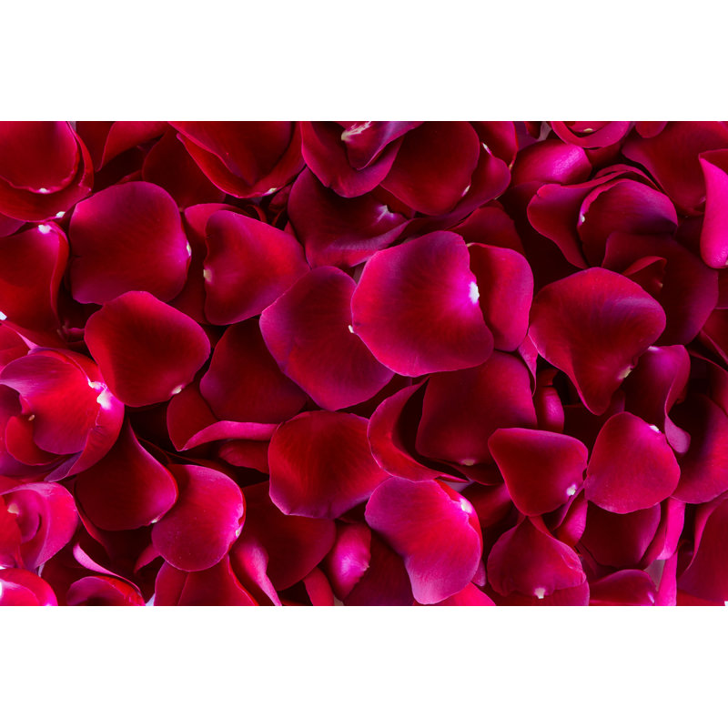 Red Red Petals - Photographie sur toile tendue, H 20 po x l 30 po