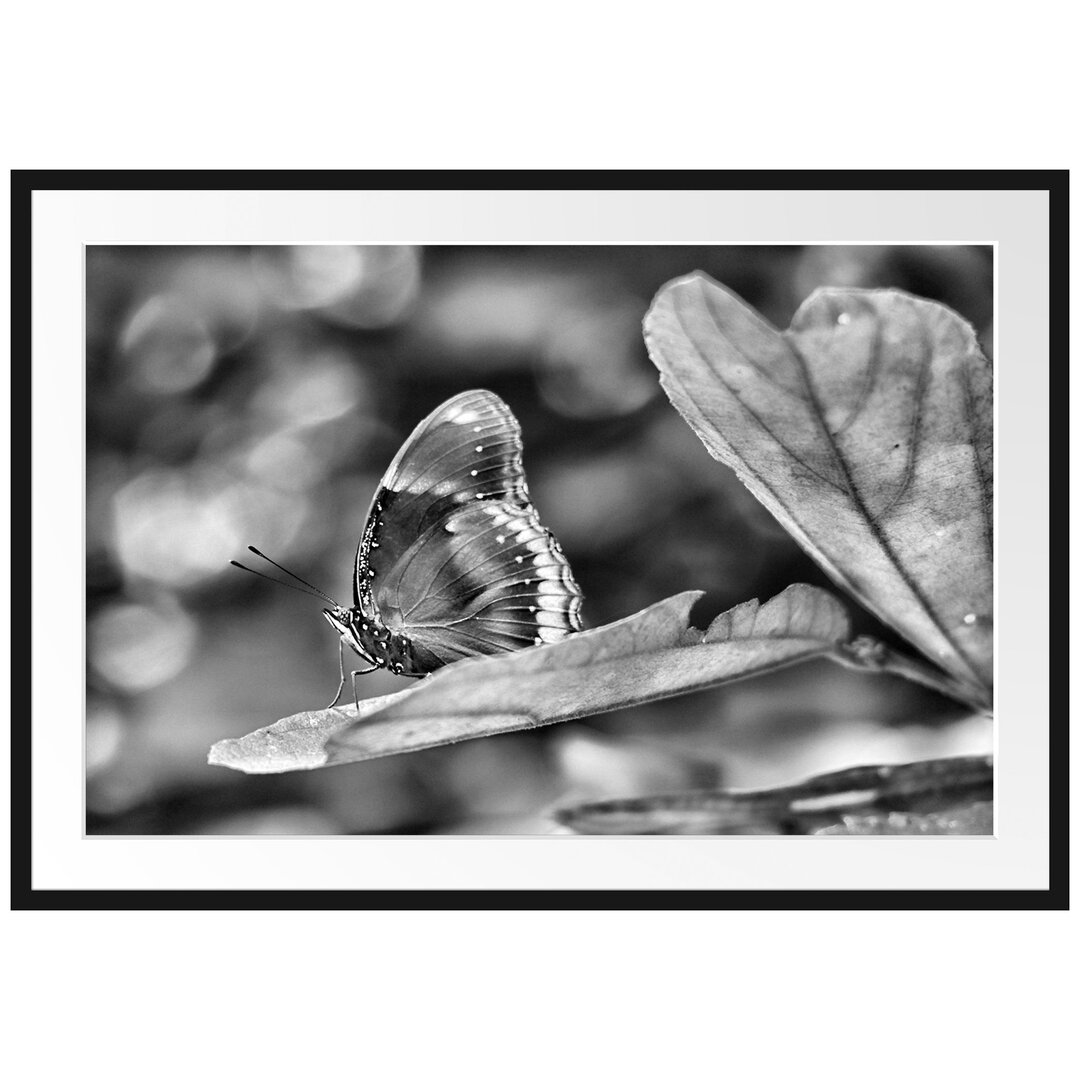 Gerahmtes Poster Kleine bräunlicher Schmetterling