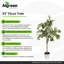 Ficus Tree