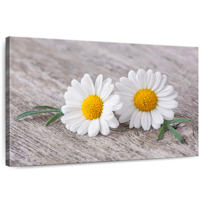 Deux fleurs de camomille Harnek, H 24 po x l 36 po