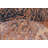JeVon Wool Oriental Indoor Rug