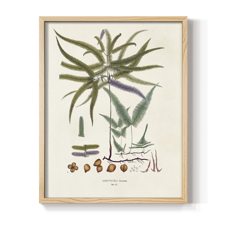 Botanical Society Ferns VIII, reproduction encadrée - bois massif, H 11 po x l 9 po