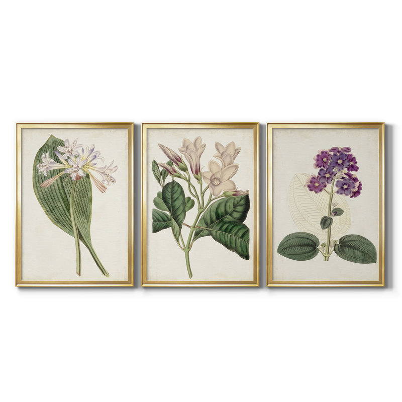 Antique Botanical Collection IV - Toile tendue avec châssis sur mesure - 3 pièces, H 21 po x l 30 po, Doré