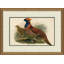 Bird Illustrations Giclee Print