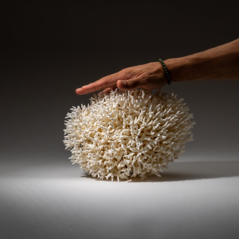 Genuine Birds Nest Coral ( 3.5 Lbs)