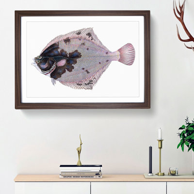 European Flouder Fish by Edward Donovan - Framed Print