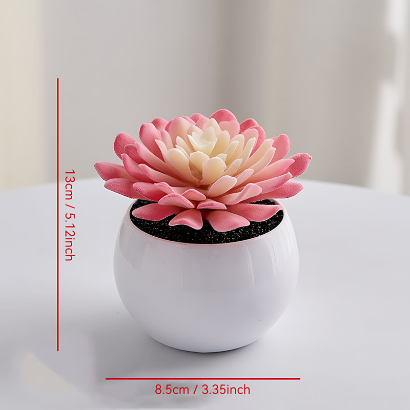 Plante grasse de 5,12 po